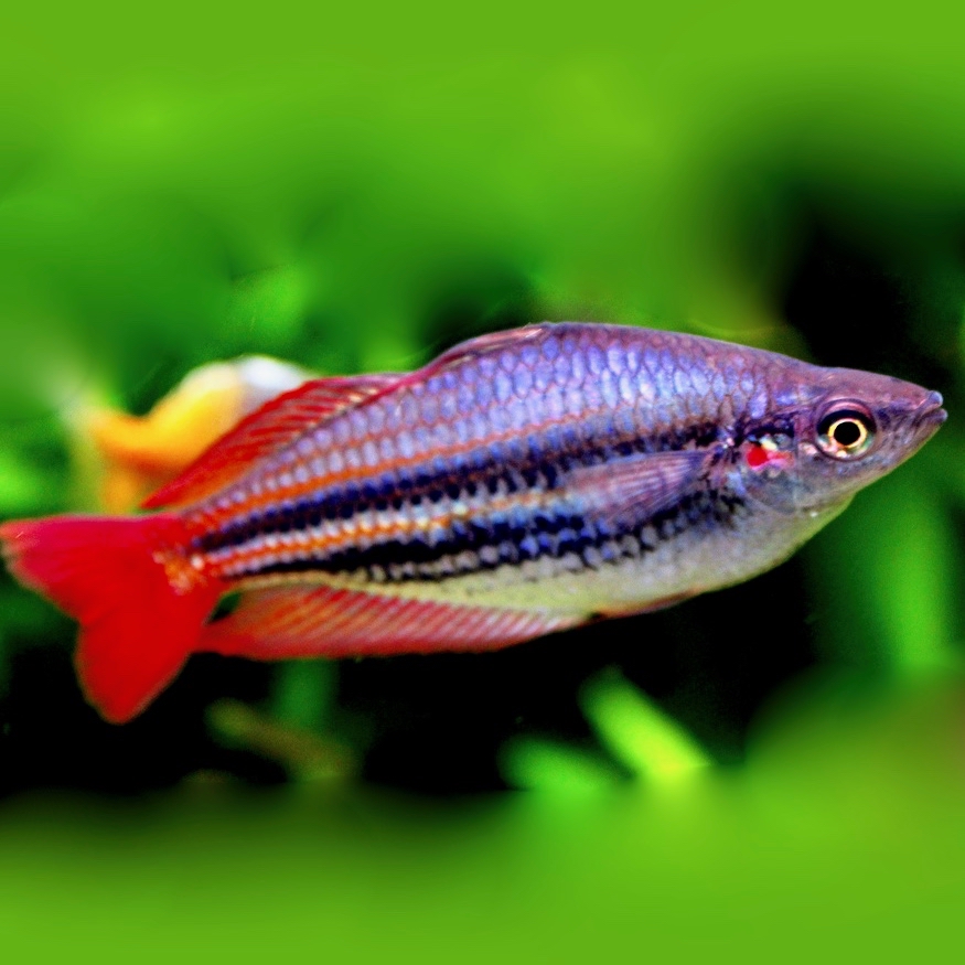 Melanotaenia australis super red M